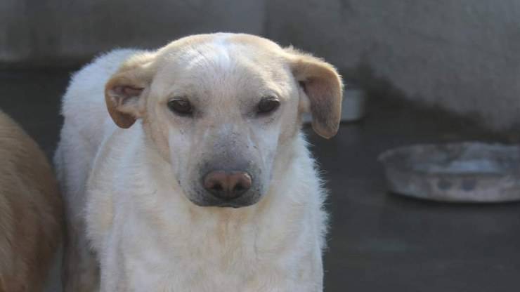 cane in cerca di adozione (Foto Facebook)