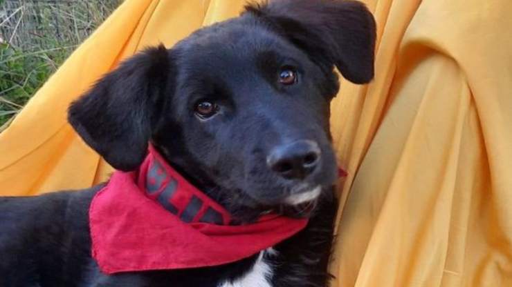 Il cucciolo che cerca adozione (Foto Facebook)