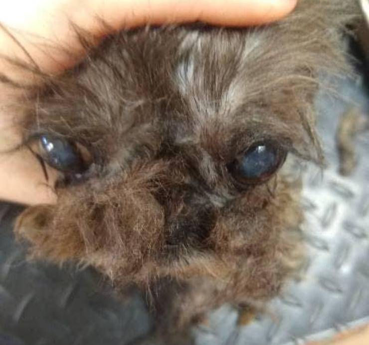 cagnolina arto amputato pelo arruffato
