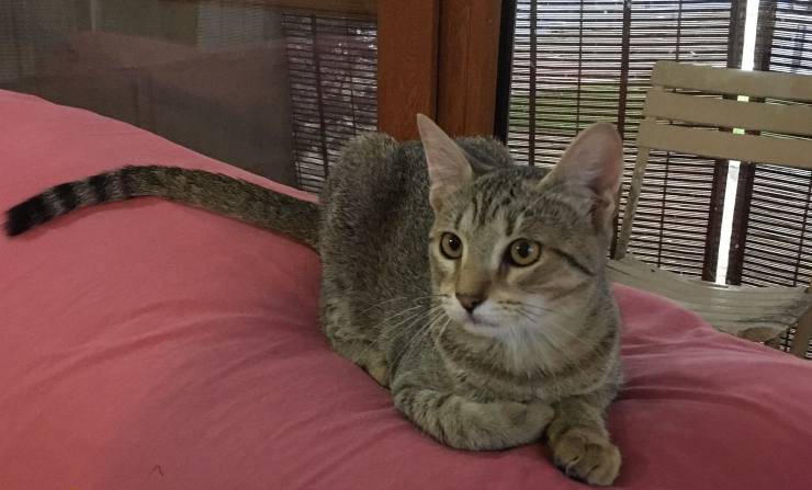 La gattina Asia (Foto Facebook)