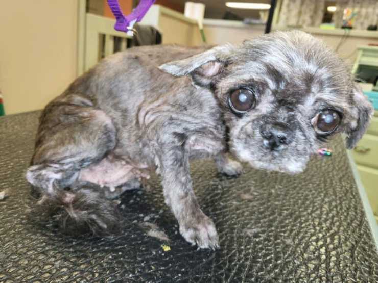 cane perde zampa pelo arruffato