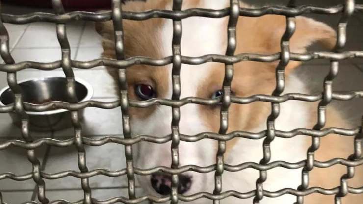 il cane Natalino (Foto Facebook)