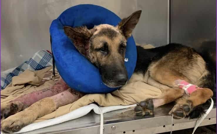 Accusato di crudeltà per aver tagliato le orecchia ai cani senza anestesia e per averli accaparrati feriti e per non averli curati (Foto Facebook)