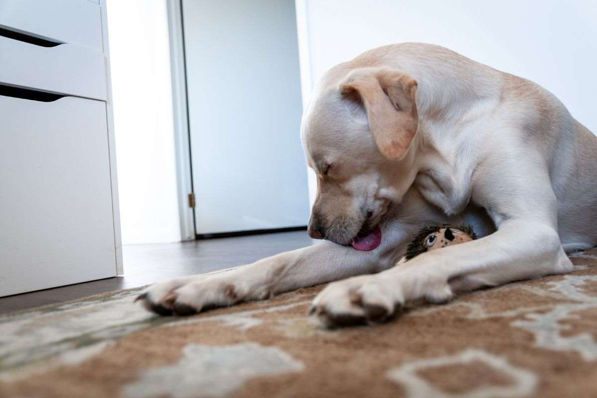 Cane che si lecca