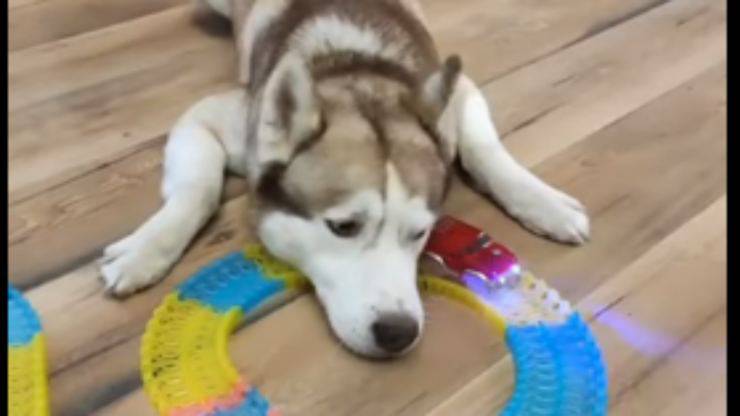Il cane Barney svogliato (Foto video)
