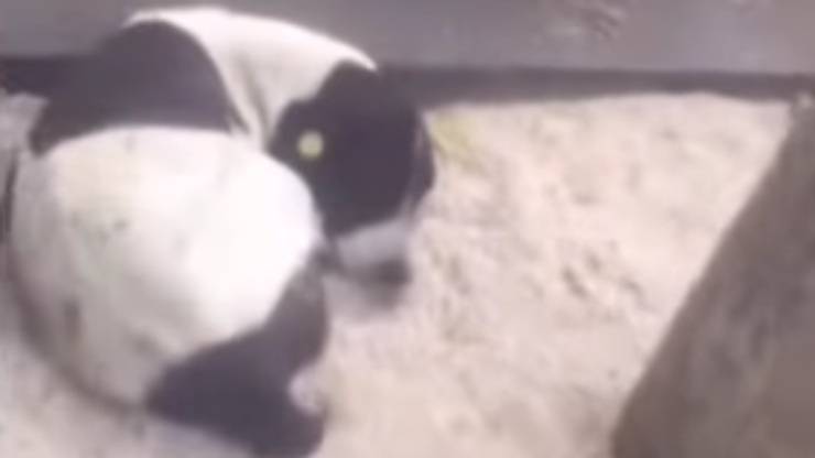 cagnolino accovacciato vicino all'albero (Foto video)