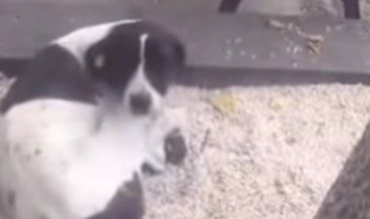 cagnolino triste (Foto video)
