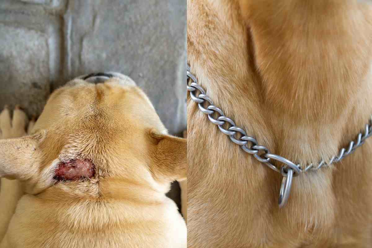 Collo del cane