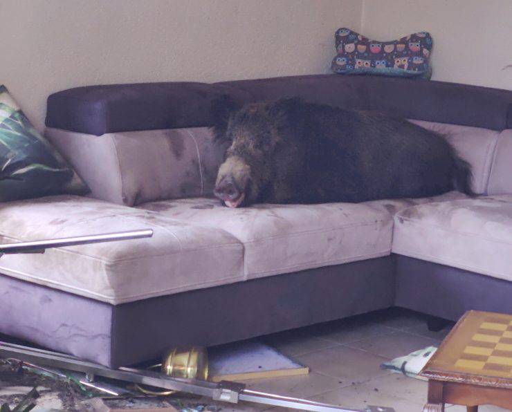 cinghiale distrugge soggiorno donna