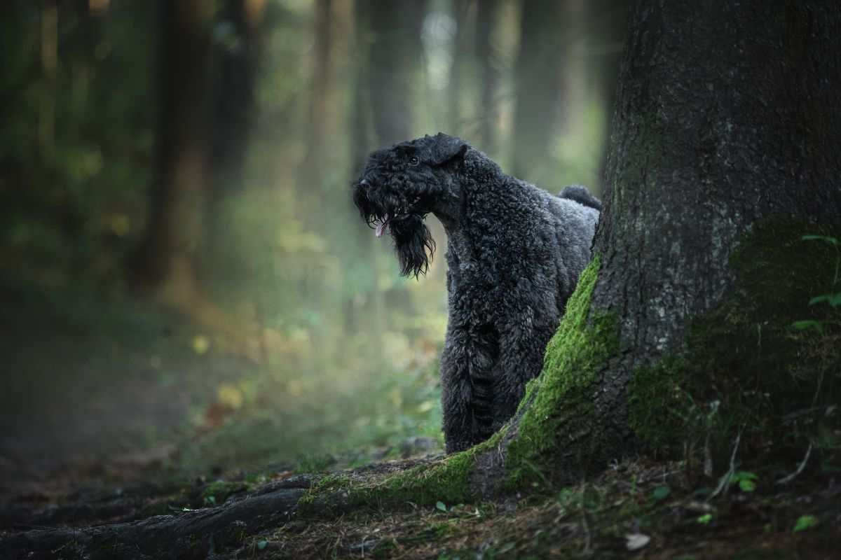 Esemplare di Kerry Blue Terrier nel bosco