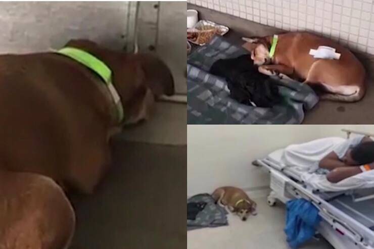 Lucimara insieme al suo papà umano (Screen video)