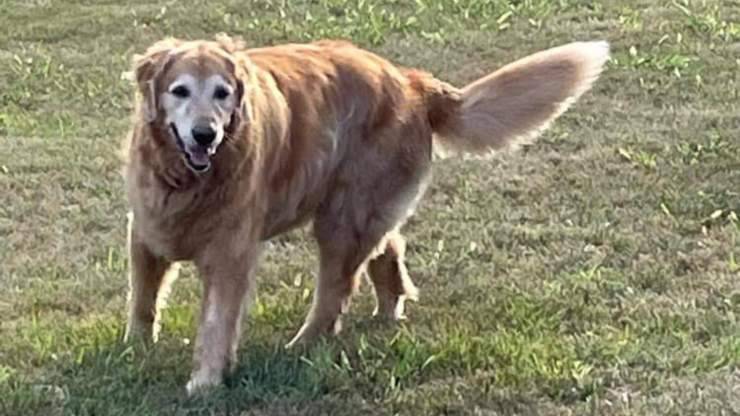 Cane salvato da altro cane