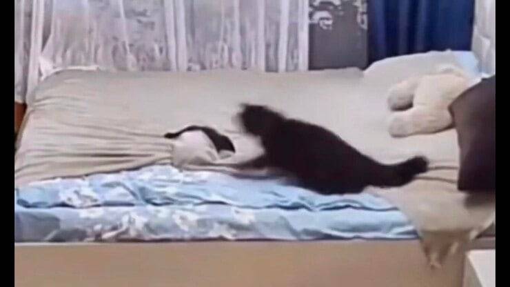 Mamma gatta caccia il figlio birichino (Screen video)