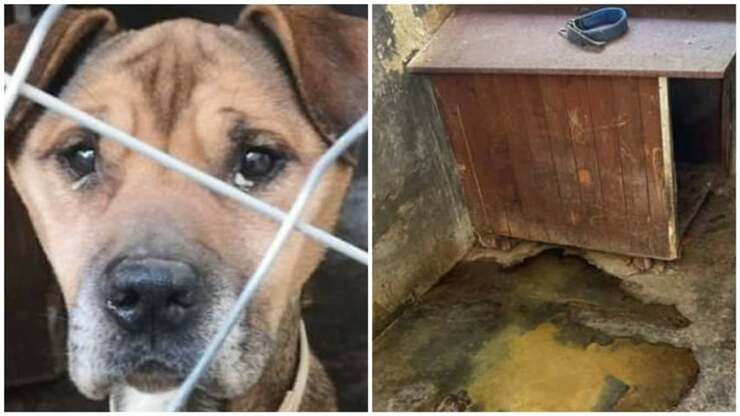 Cane scheletrico rinchiuso da anni in un box, salvato dall'Oipa