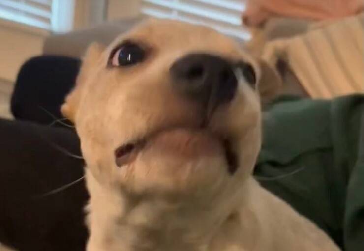 Reese (Screen video)