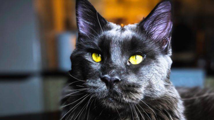 gatto vincent