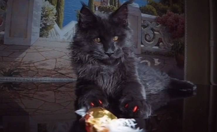gatto vincent