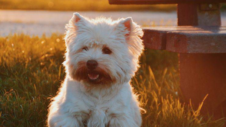 cane americano scomparso