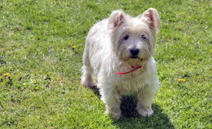 white terrier scomparso