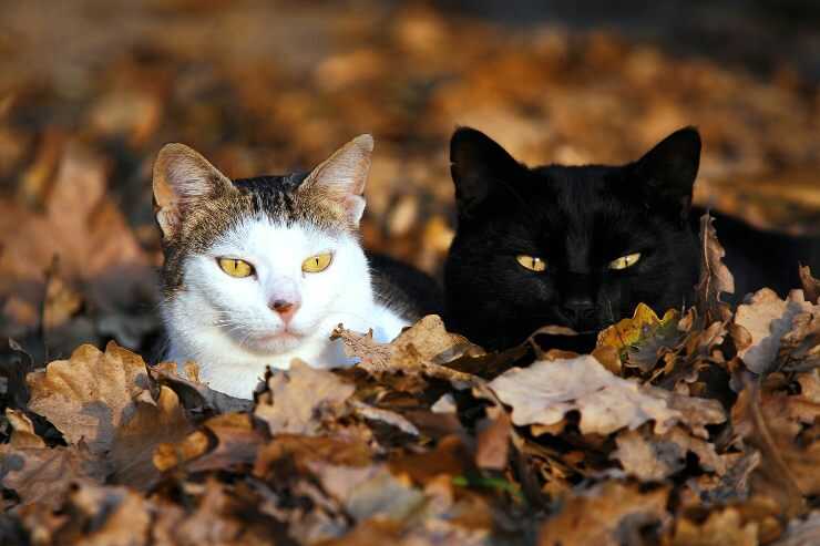 Due gatti distesi l'uno accanto all'altro su un letto di foglie Colonie feline in Abruzzo