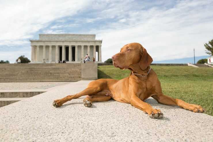 Il cane può entrare nei musei?