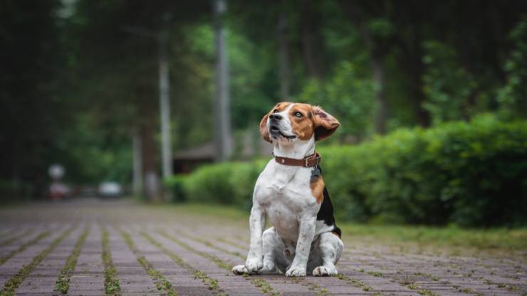 Cane per strada (Foto Pixabay)