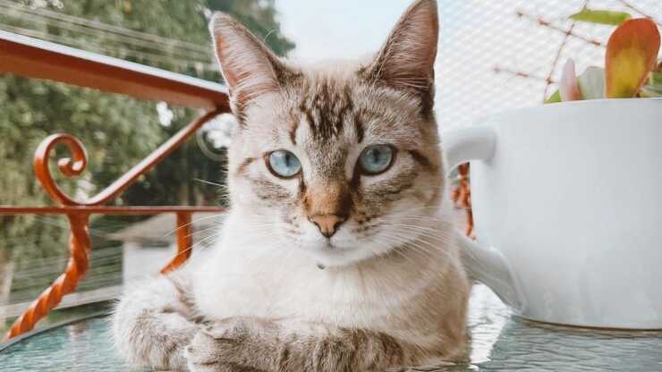 adottare ojos azules