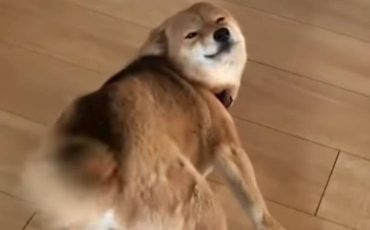 cagnolina contenta (Foto video)