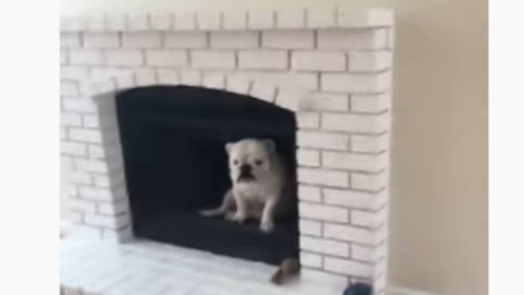 La marachella del bulldog (Foto video)