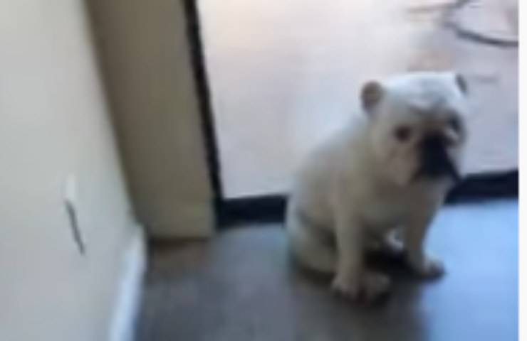 Cucciolo che ha capito l'errore (Foto video)