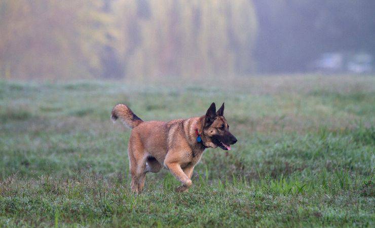 cane da pastore