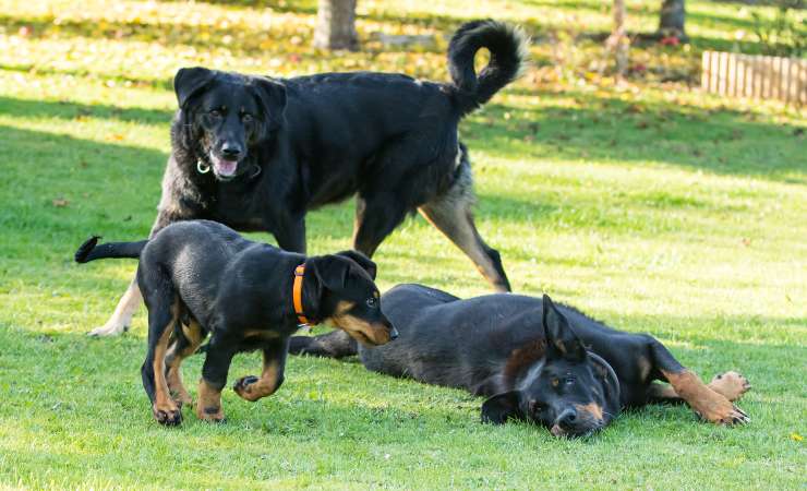 Cane da pastore di Beauce
