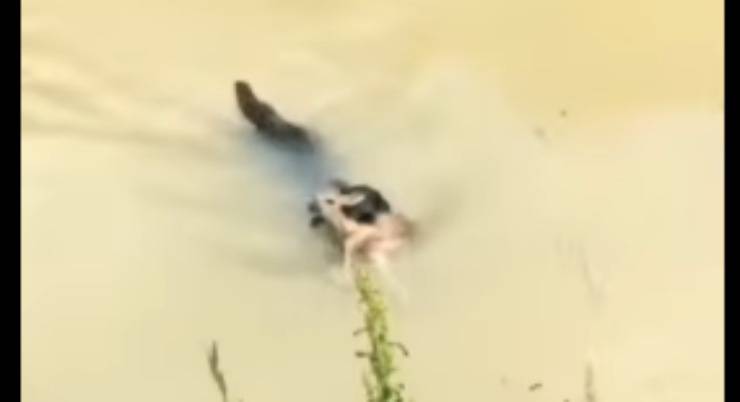 cane salva il cerbiatto (Foto video)