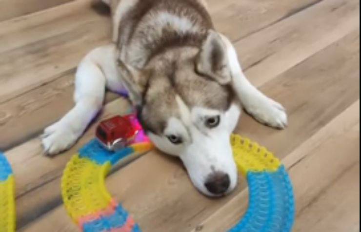 cane husky e la pista da gioco (Foto video)