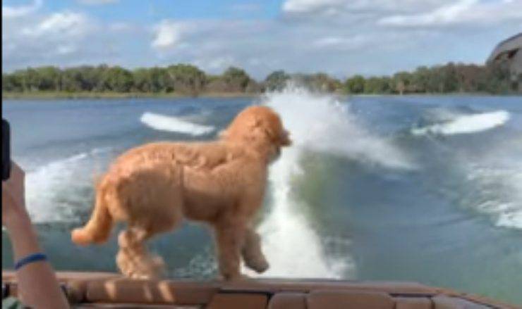 Il cane cammina sulla barca (Foto video)