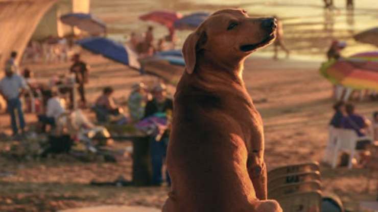 cane al tramonto (Foto Facebook)