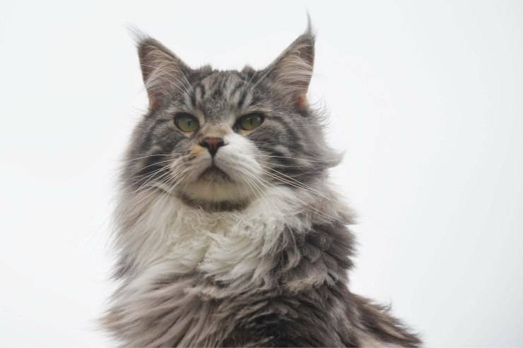 I gatti che vanno d'accordo con i cavalli