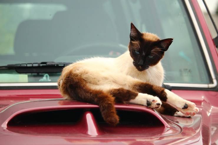 gatto cade sesto piano