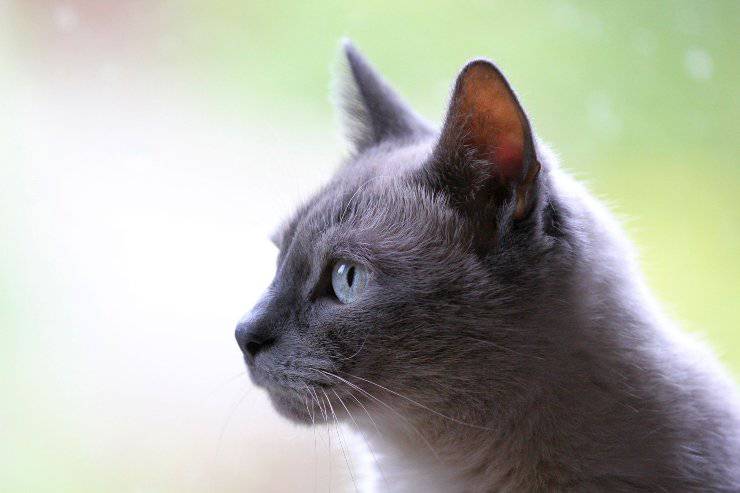 La capacità del felino