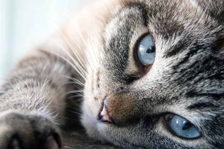 Il comportamento del felino