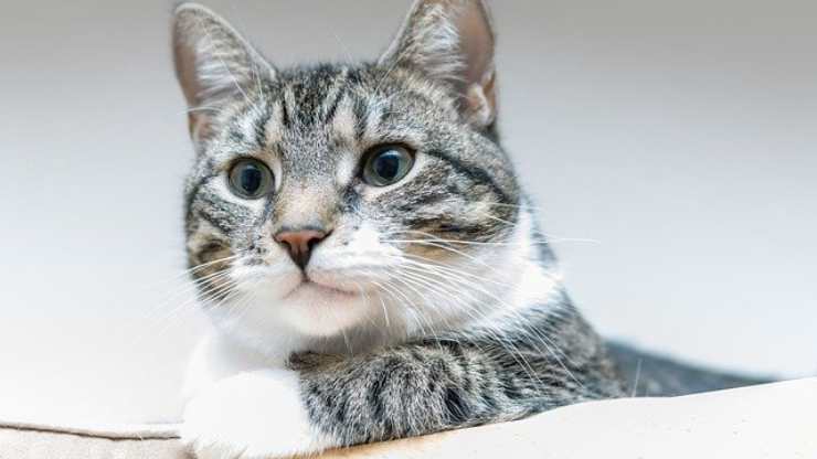cervello gatto rimpicciolito