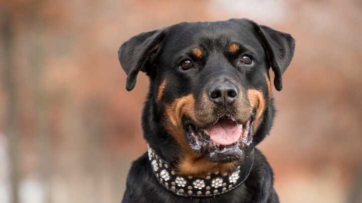 collare-personalizzato-cane-(1)_optimized