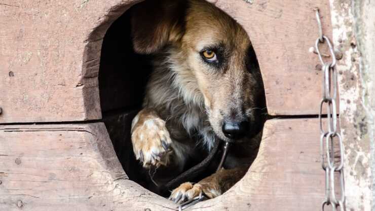 cuccia-cani-randagi-(1)_optimized