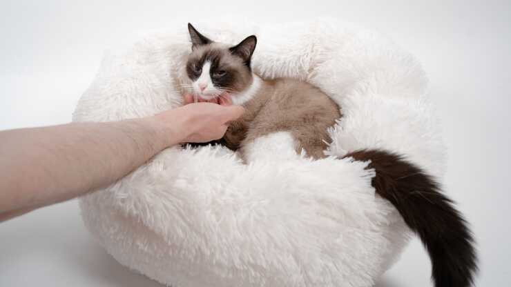cuscino-per-gatti-fai-da-te-(1)_optimized