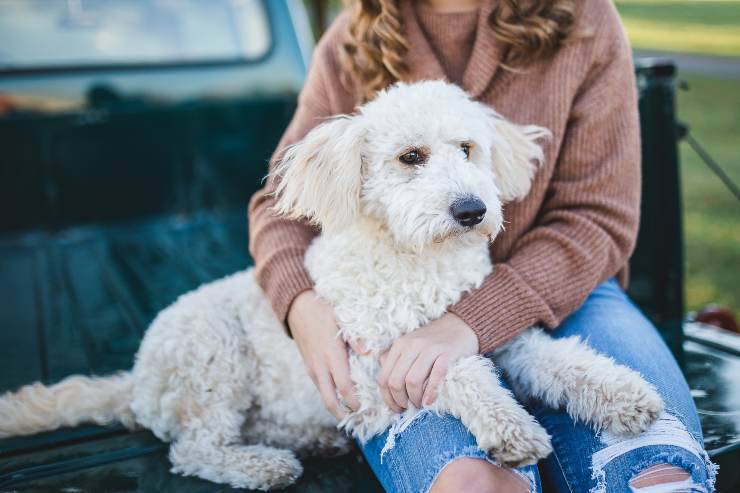 Il comportamento del cane