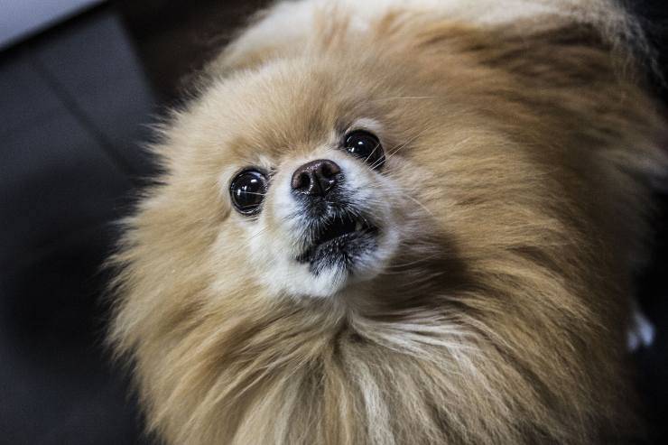 L'atteggiamento del cane