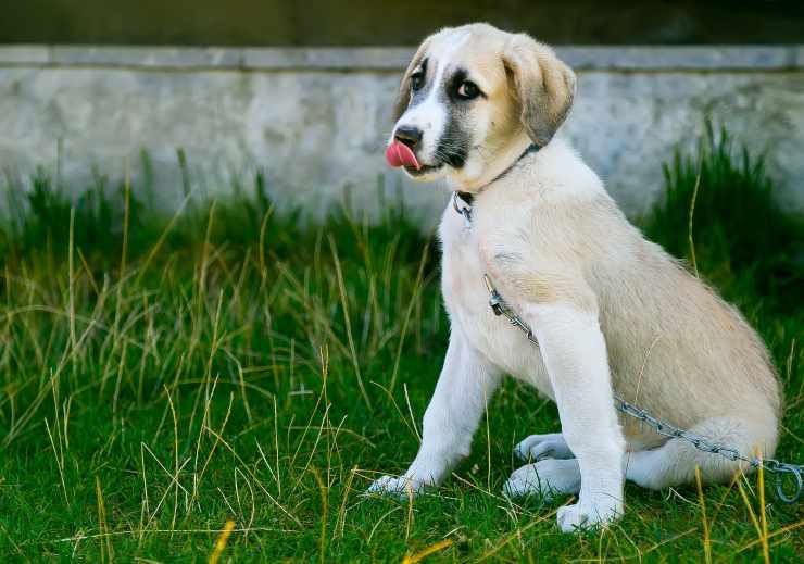 cane al parco (Foto Pixabay)