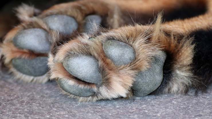  Cane scappa canile proprietari vacanza
