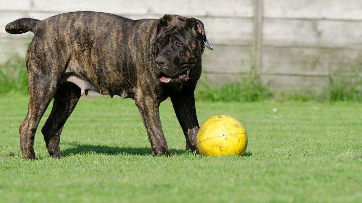 Pro e contro di adottare un dogo canario Adottare un Dogo canario