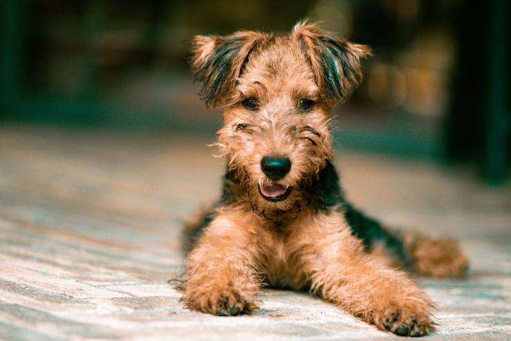 Ricette casalinghe per cani Ricette casalinghe per cani